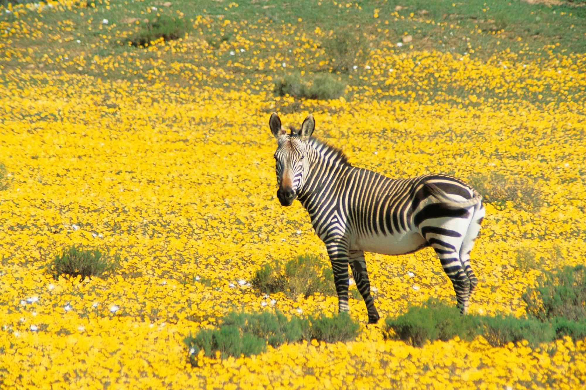 Bushmans Kloof Wilderness Reserve And Wellness Retreat Hotel Clanwilliam Exterior photo